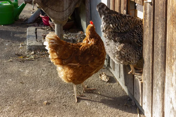 Bavyera Çiftlik Evi Kümese Kapıdan Closeup — Stok fotoğraf