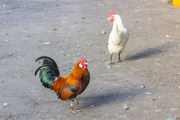 Χαριτωμένο Κόκκινο Κόκορα Στο Αγρόκτημα Κοτόπουλου Στη Βαυαρία — Φωτογραφία Αρχείου