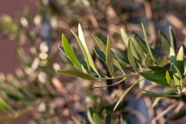 meyve ve güneşli bir sonbahar öğleden sonra zeytin ağacının yaprakları