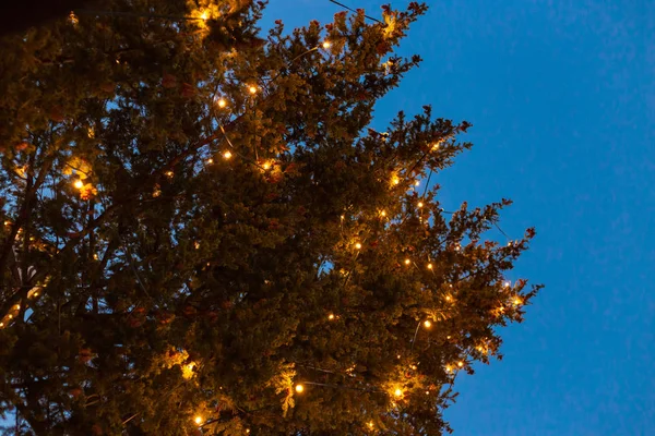 Kerstboom Lichten Marktplaats Komst December Blauwe Uur Hemel Zuid Duitsland — Stockfoto