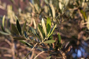 meyve ve güneşli bir sonbahar öğleden sonra zeytin ağacının yaprakları