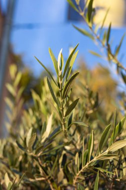 meyve ve güneşli bir sonbahar öğleden sonra zeytin ağacının yaprakları