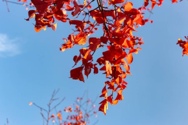 dalları ile kırmızı yaprakları güneşli sonbahar öğleden sonra Güney Almanya'da