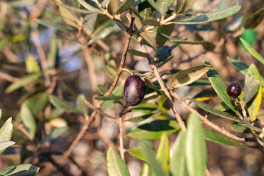 meyve ve güneşli bir sonbahar öğleden sonra zeytin ağacının yaprakları