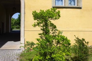 yakın tarihi bina cephe bitki yaz bak