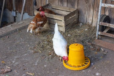 çiftlik Almanya üzerinde yer besleme tavuk Bavyera kırsal
