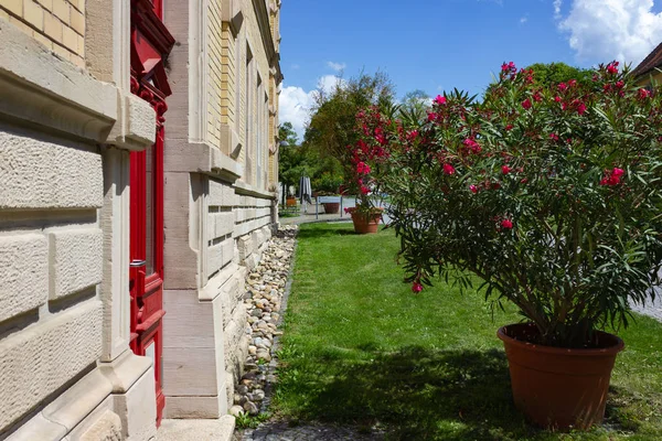 Mirar Cerca Las Plantas Fachada Del Edificio Histórico Verano — Foto de Stock