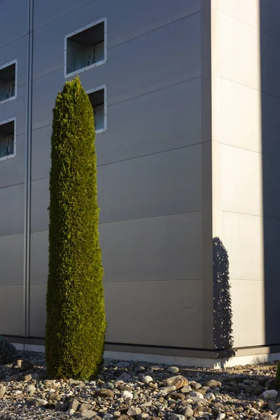 Grön Och Orange Cypress Växter Innan Silver Väggen Modern Fabrik — Stockfoto