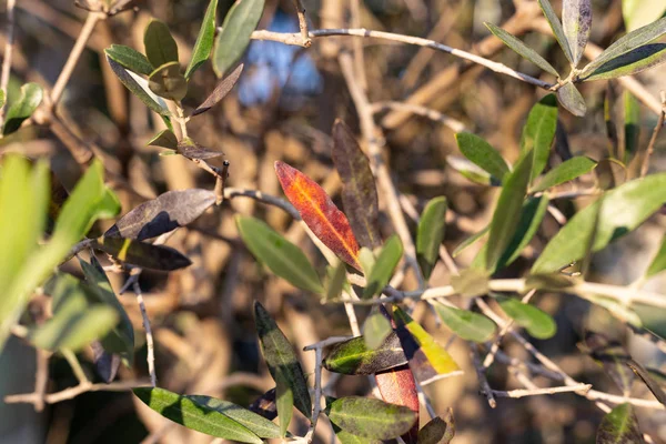 Plody Listy Olivovníku Slunečné Podzimní Odpoledne — Stock fotografie