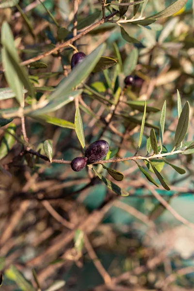 Früchte Und Blätter Des Olivenbaums Einem Sonnigen Herbstnachmittag — Stockfoto