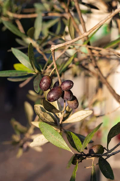 晴れた秋の午後にオリーブの木の果実と葉 — ストック写真