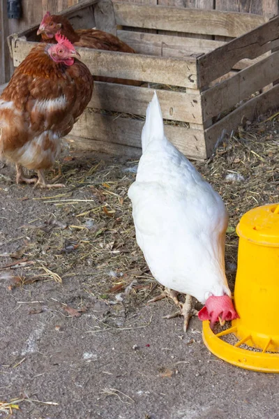 Çiftlik Almanya Üzerinde Yer Besleme Tavuk Bavyera Kırsal — Stok fotoğraf