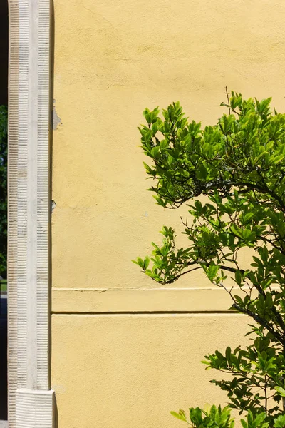 Olhar Perto Para Plantas Fachada Edifício Histórico Verão — Fotografia de Stock