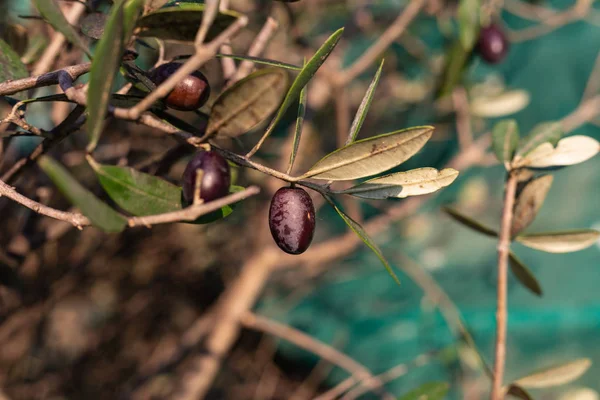 Früchte Und Blätter Des Olivenbaums Einem Sonnigen Herbstnachmittag — Stockfoto