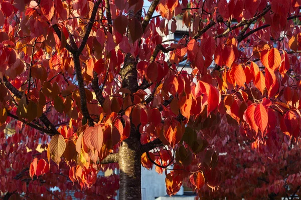 Zweige Mit Roten Blättern Sonnigem Herbstnachmittag Süddeutschland — Stockfoto