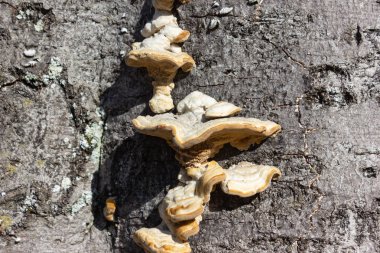 güneşli bir öğleden sonra mantar ile kabuk