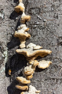 güneşli bir öğleden sonra mantar ile kabuk