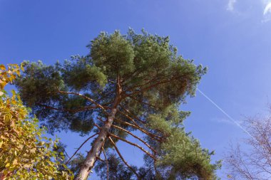 mavi gökyüzü güney Alman kırsal güneşli öğleden sonra yeşil çam ağacı