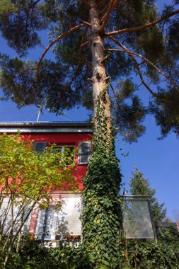 ağaç ve mavi gökyüzü güney Almanya kırsal kesimde olan kırmızı ev