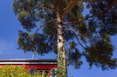 ağaç ve mavi gökyüzü güney Almanya kırsal kesimde olan kırmızı ev
