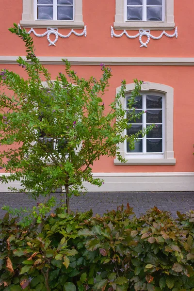 Planta Verde Antes Fachada Del Edificio Histórico Sur Alemania Tarde — Foto de Stock