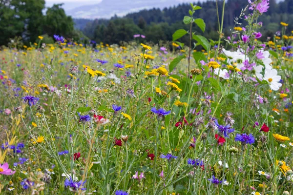 Kleurrijke Bloemen Weide Zonnige Zomerdag Zuid Duitsland Landschap Met Groene — Stockfoto