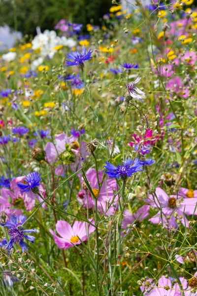 Flores Coloridas Prado Dia Verão Sol Campo Alemanha Sul Com — Fotografia de Stock