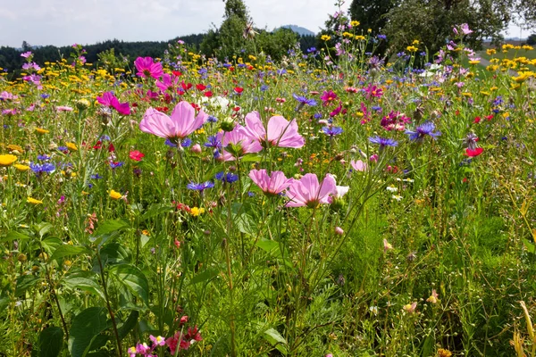 Flores Coloridas Prado Dia Verão Sol Campo Alemanha Sul Com — Fotografia de Stock