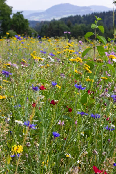 五颜六色的花朵在草地上阳光夏日在德国南部的农村与绿色灌木背后 — 图库照片