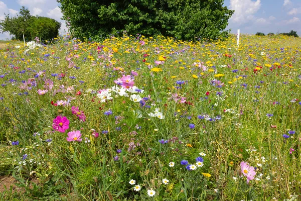 Bunte Blumen Auf Der Wiese Bei Sonnenschein Sommertag Süddeutschland Landschaft — Stockfoto