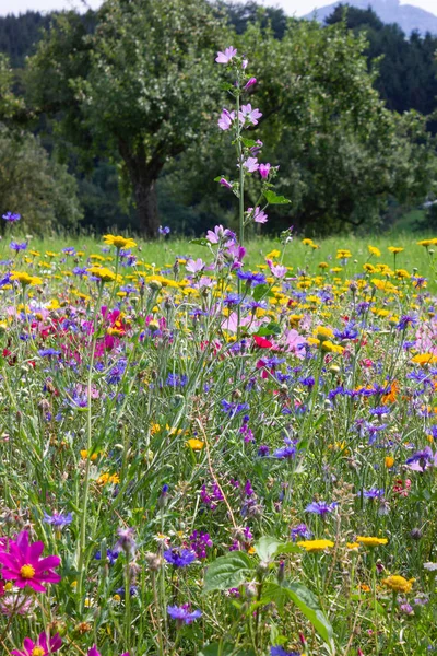 Kleurrijke Bloemen Weide Zonnige Zomerdag Zuid Duitsland Landschap Met Groene — Stockfoto