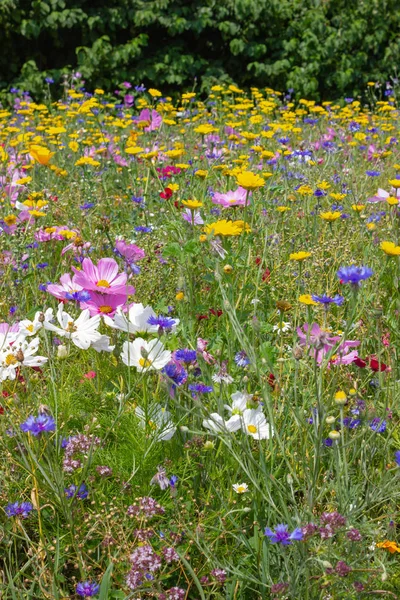 Flores Coloridas Prado Dia Verão Sol Campo Alemanha Sul Com — Fotografia de Stock