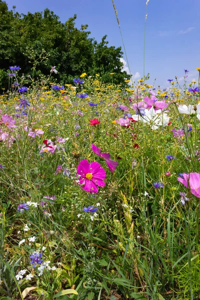 Flores Coloridas Prado Dia Verão Sol Campo Alemanha Sul Com — Fotografia de Stock