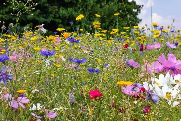Bunte Blumen Auf Der Wiese Bei Sonnenschein Sommertag Süddeutschland Landschaft — Stockfoto