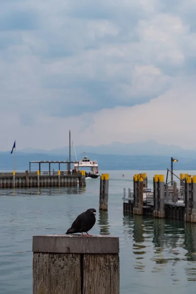 Vogel Auf Seebrücke Und Hafenanlagen Süddeutschen Bodensee — Stockfoto