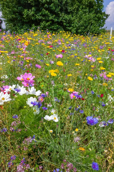 Bunte Blumen Auf Der Wiese Bei Sonnenschein Sommertag Süddeutschland Landschaft — Stockfoto