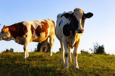 gün batımında Bavyera kırsal üzerinde mavi gökyüzü ile yaz sıcak akşam itibariyle Allgau inekler