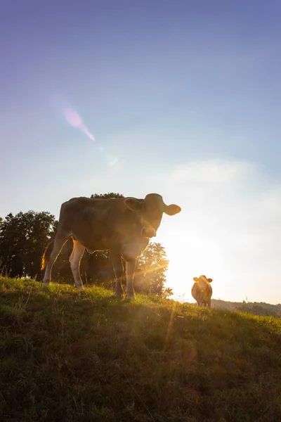 Vacas Allgau Pôr Sol Com Vigas Campo Baviera Verão Noite — Fotografia de Stock