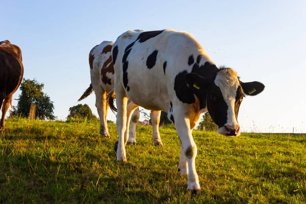 Vacas Allgau Atardecer Con Cielo Azul Campiña Bavaria Verano Noche — Foto de Stock