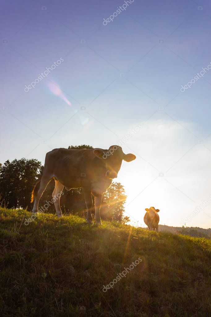 allgau cows at sunset with beams on bavaria countryside at summer warm evening