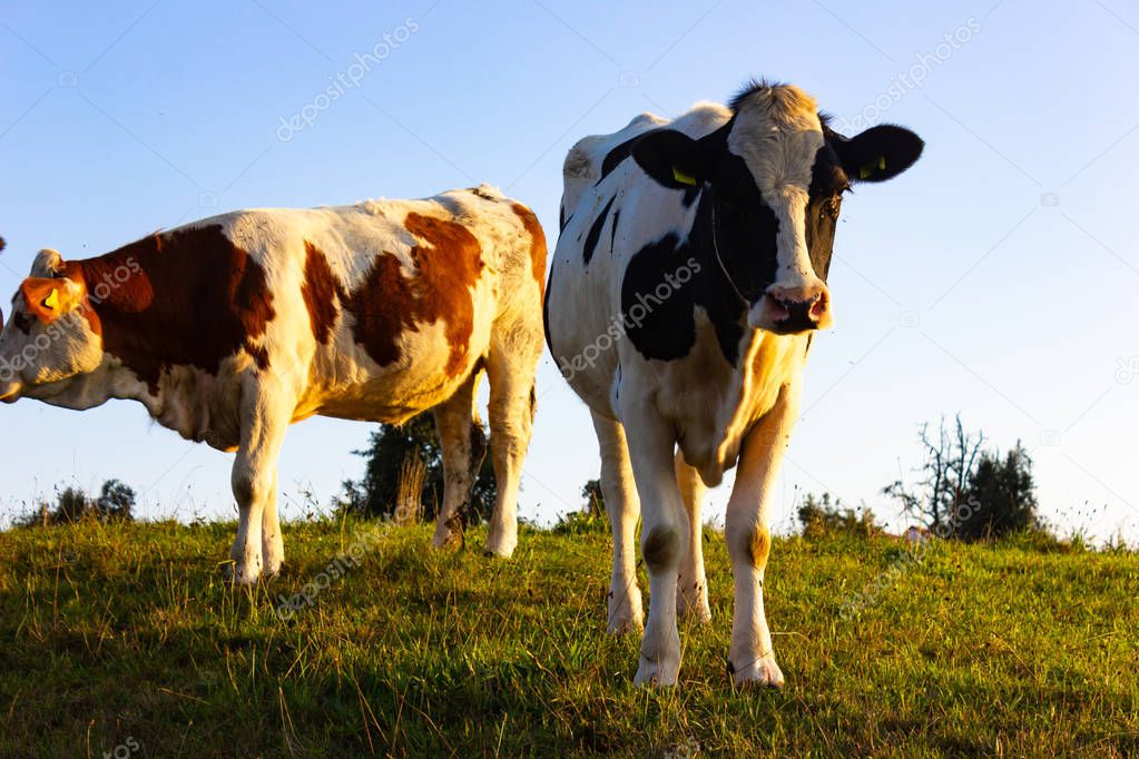 allgau cows at sunset with blue sky on bavaria countryside at summer warm evening
