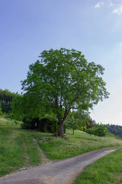 Árvore Castanha Grande Montanha Primavera Sul Alemanha Campo — Fotografia de Stock