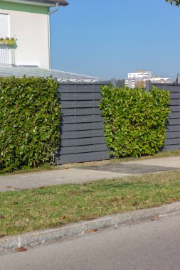 Modern gri ahşap bahçe çiti, sonbahar açık bahçe bitkileri