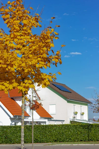 sonbahar turuncu yaprak üzerinde mavi gökyüzü, tek ağaç düşmek Bavyera Güney Almanya'da öğleden sonra