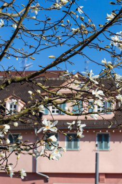Manolya çiçeği ön binalar cephe