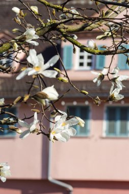 Manolya çiçeği ön binalar cephe