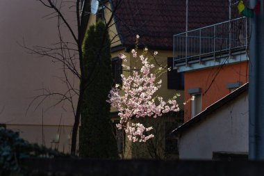 pembe badem çiçeği