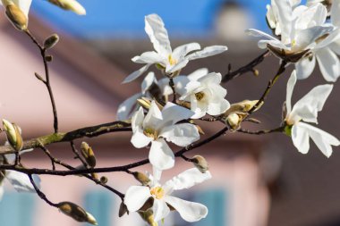 Manolya çiçeği ön binalar cephe