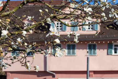 Manolya çiçeği ön binalar cephe