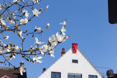 梅花和渔夫在中国绘画风格